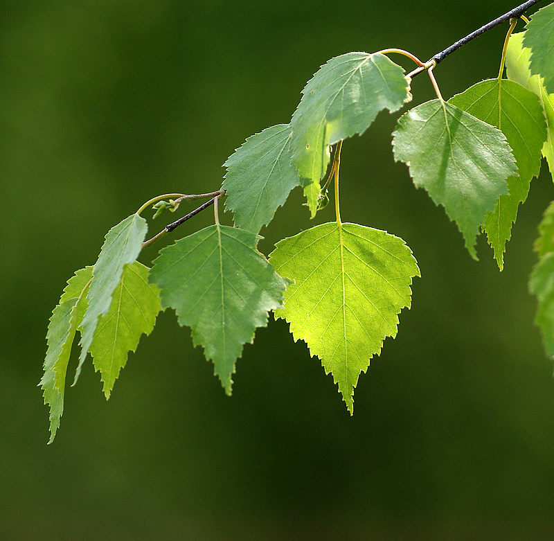 Koivu – Betula pendula