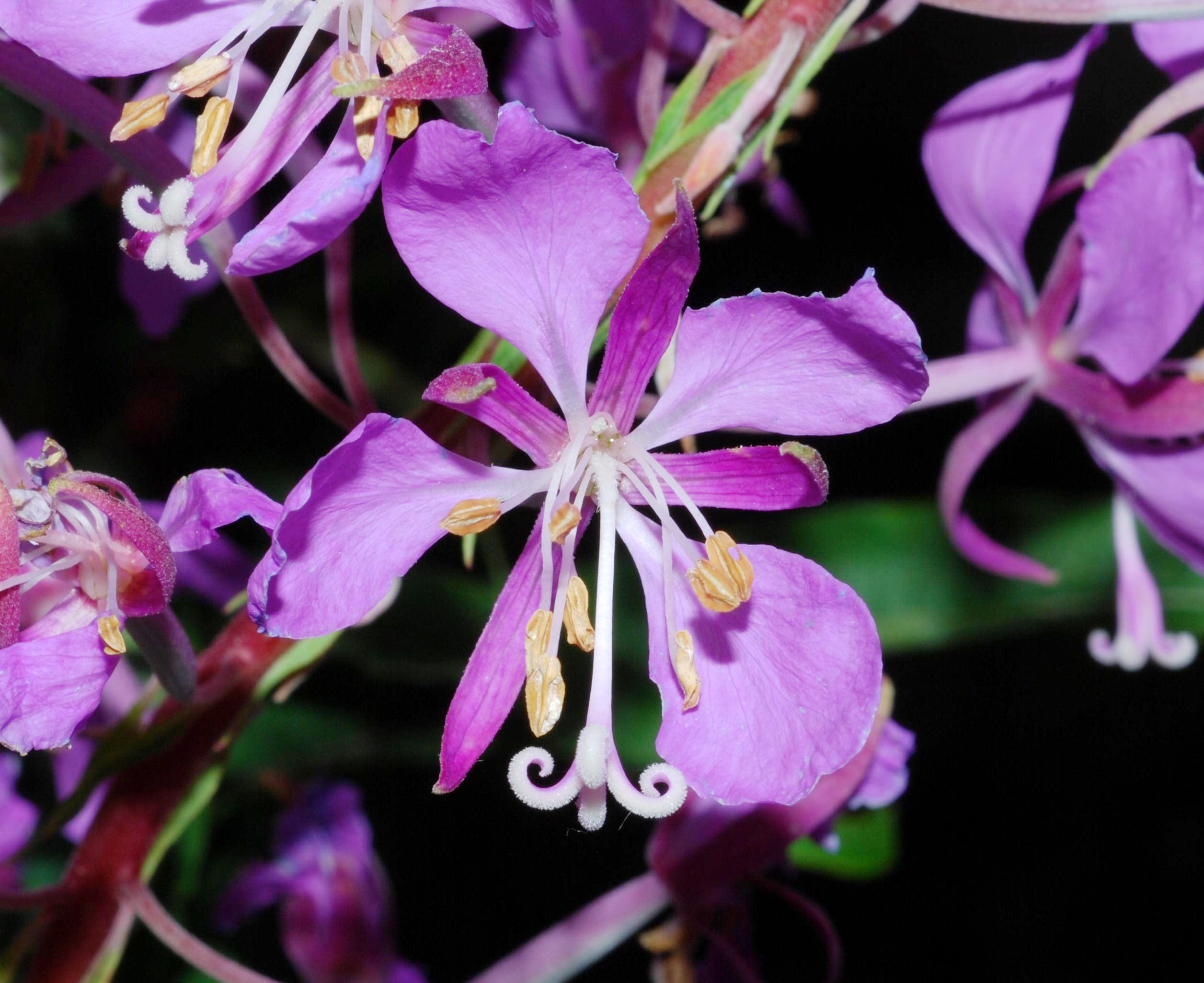 Maitohorsma – Chamaenerion angustifolium