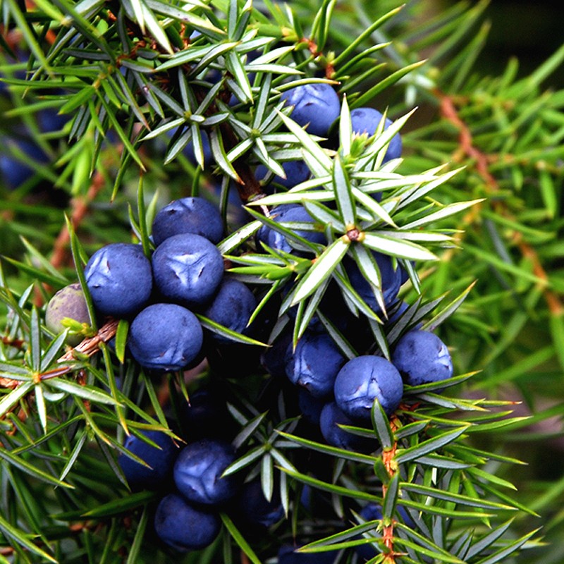 Kataja – Juniperus communis