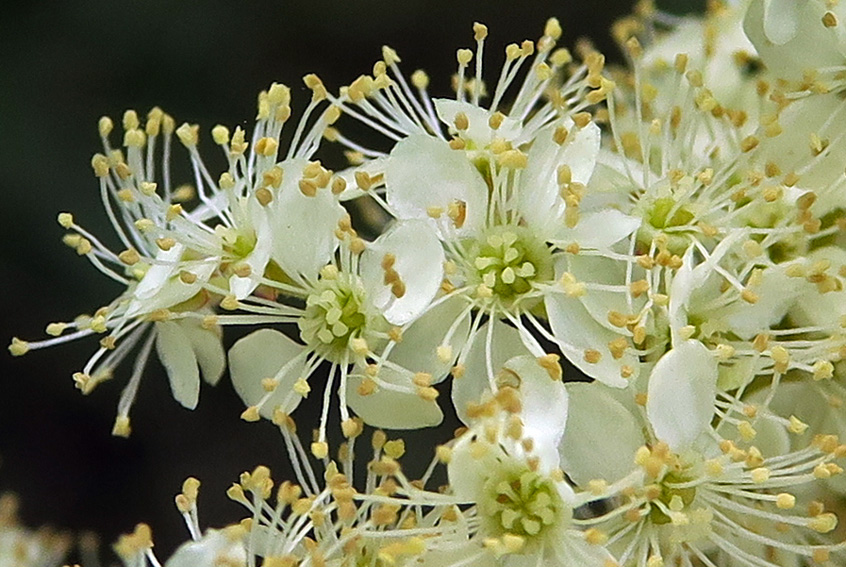 Mesiangervo – Filipendula ulmaria
