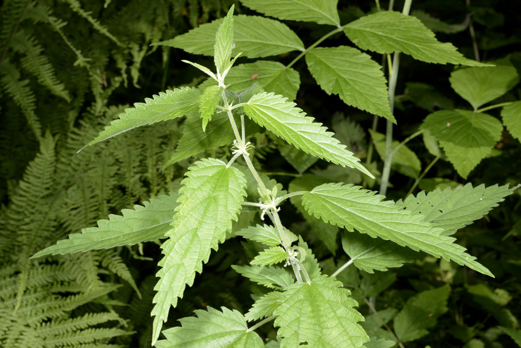 Nokkonen – Urtica dioica