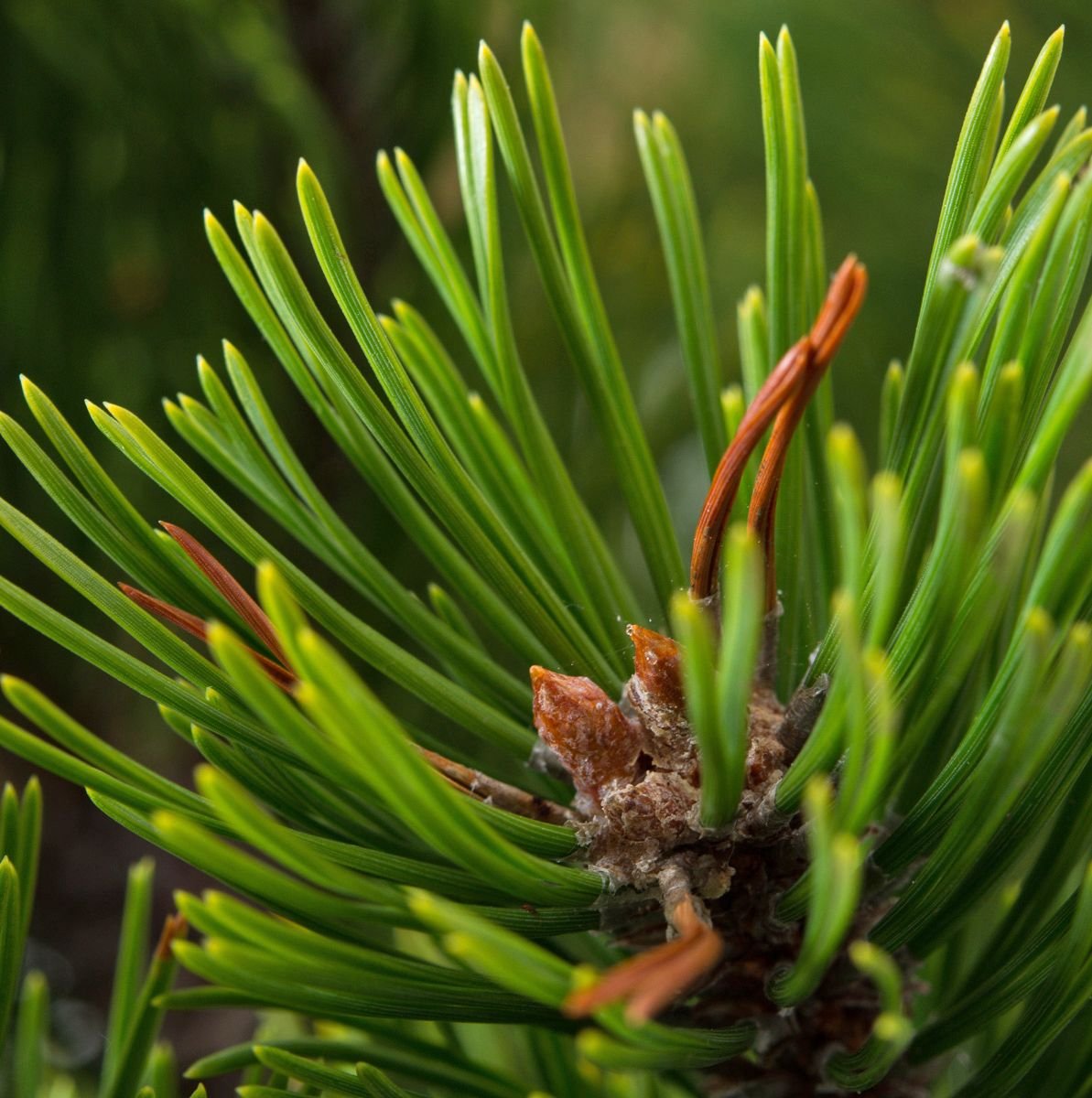 Mänty – Pinus sylvestris