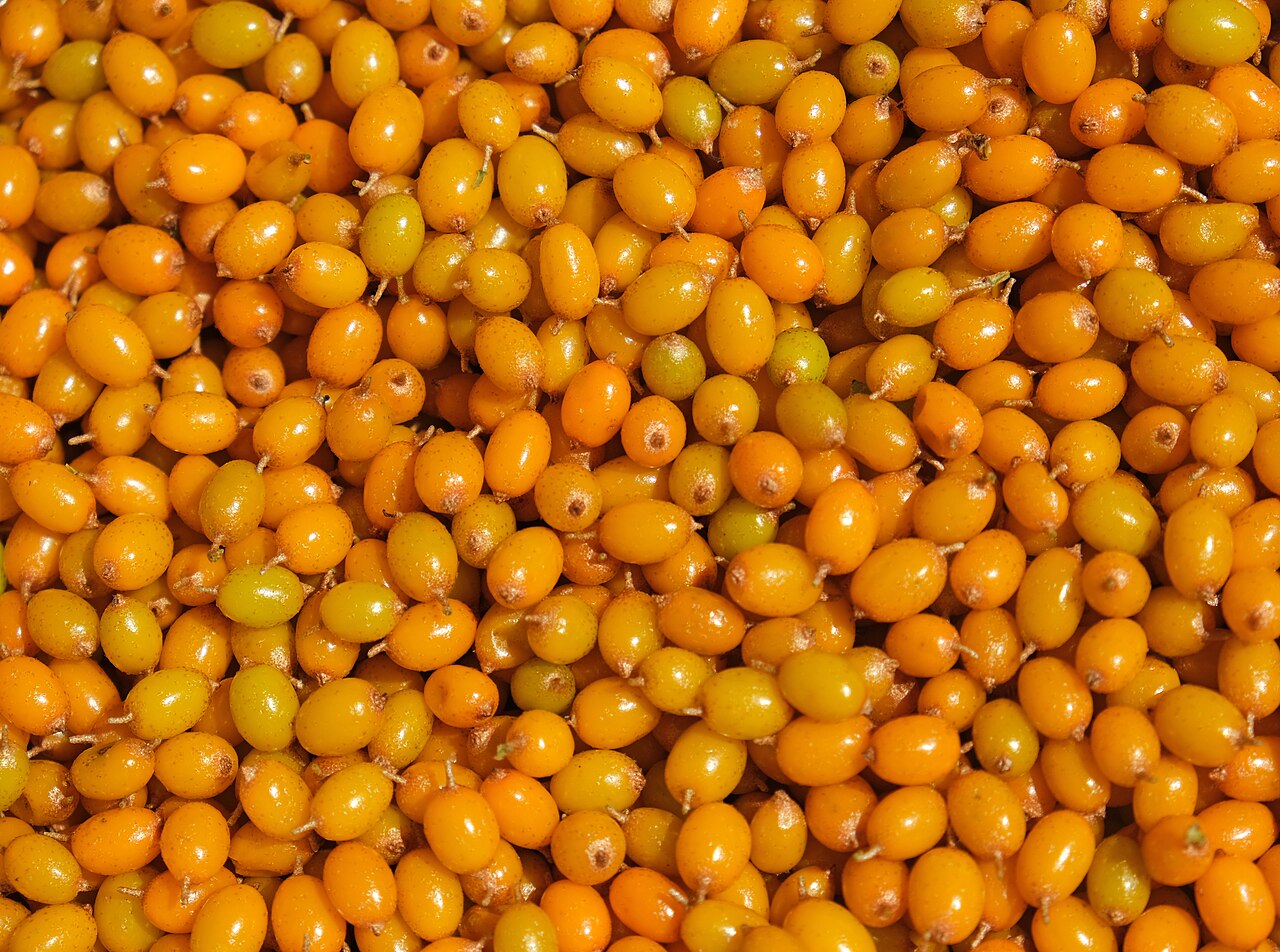 Lähikuva kypsistä oransseista tyrnimarjoista